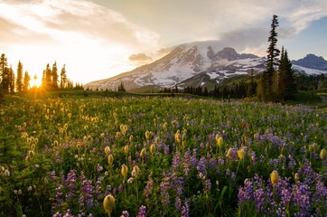 Wall Mural - Wildflowers at sunset - Mount Rainier National Park