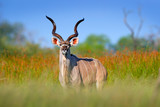 Greater kudu, Tragelaphus strepsiceros,  handsome antelope with spiral horns. Animal in the green meadow habitat, Okavango delta, Moremi, Botswana. Kudu in Africa. Wildlife scene from African nature.