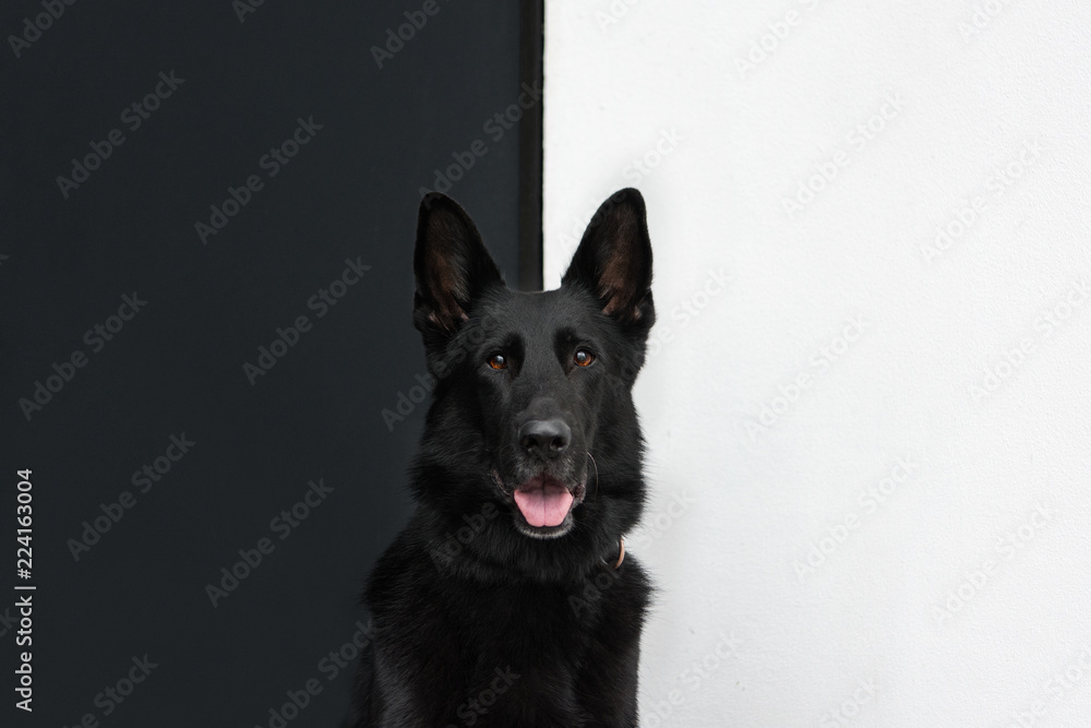 Pies, czarny owczarek niemiecki, na tle biało-czarnym, portret - obrazy, fototapety, plakaty 
