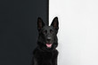 Pies, czarny owczarek niemiecki, na tle biało-czarnym, portret