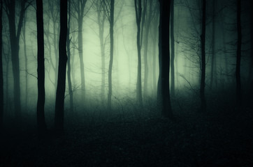 Wall Mural - dark forest background