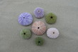 © yournameonstones - Multi colored sea urchin shells over beach sand