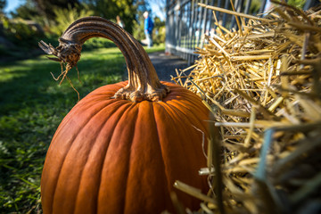 halloween pumpkins in the fall