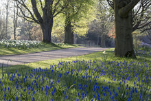 Footpath Through An Orchard In Spring With An Abundance Of White Narcissus And Blue Globe Hyacinths Growing Among Trees.