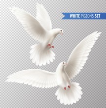 White Dove Set