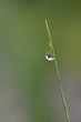 © WWC - Water droplet grass