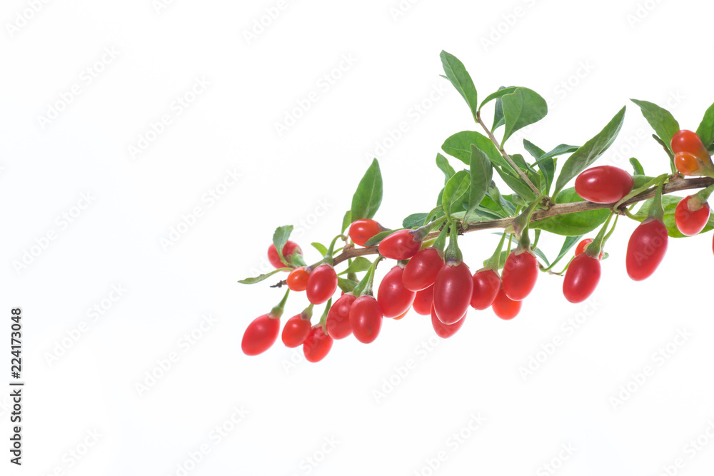 red ripe goji berry on a branch isolated on a white - obrazy, fototapety, plakaty 