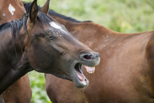 Portrait Of A Laughing Brown Horse