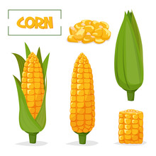 Ripe Corn Cobs
