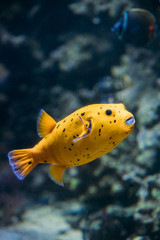 Wall Mural - Yellow Blackspotted Puffer Or Dog-faced Puffer Fish Arothron Nig