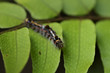 © WWC - Caterpillar on leaf