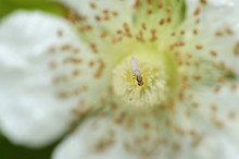 Fly On White Flower
