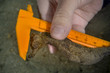 © WWC - Measuring yellow seahorse