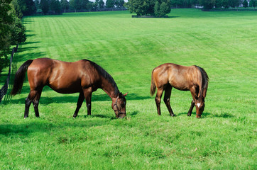 Thoroughbred Horses