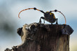 © WWC - Long horned beetle on tree stump