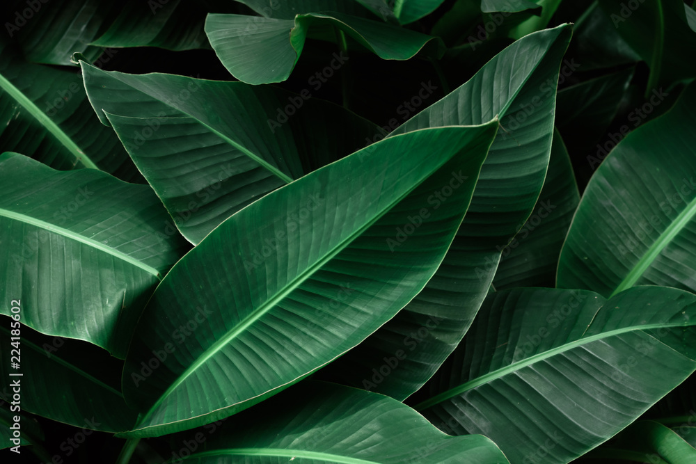 Tropical banana dark green leaves textured. - obrazy, fototapety, plakaty 