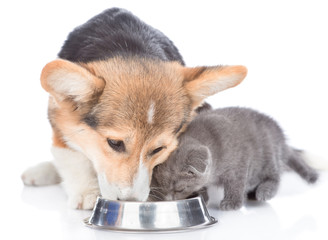 corgi puppy and kitten eat together from one bowl. isolated on white background