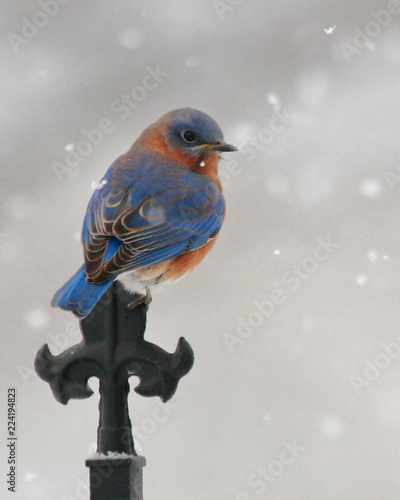 A Male Eastern Bluebird Perches Near A Feeder During A Winter
