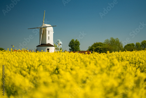 Cuadros en Lienzo White Windmill in yellow rapeseed field