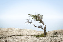 Lone Juniper Tree On High Shore Overlooking Black Sea, Crimea