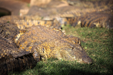 Wall Mural - The Nile crocodile (Crocodylus niloticus), portrait of a great Nile crocodile in grass with others in the background.