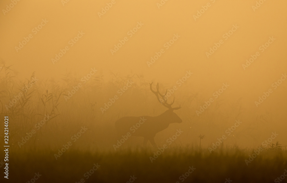 Red deer in forest on foggy morning
