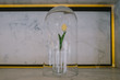 © Eve Saint-Ramon - Tulipe sous cloche