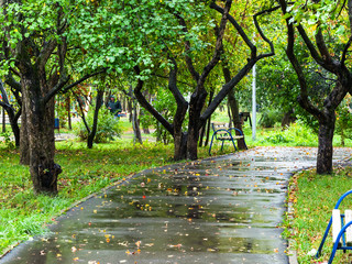 Wall Mural - urban park in september rainy day