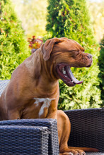 Bordeaux Dog Sit And Yawn In A Garden Furniture