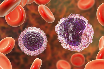 Canvas Print - Lymphocyte (left) and monocyte (right) surrounded by red blood cells, 3D illustration