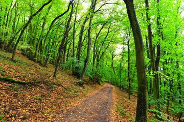 Wall Mural - forest of Pálava