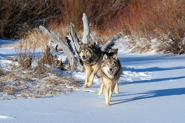 Wall Mural - two wolves in winter
