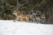 Two Wolves In Winter Forest