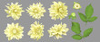 Vector flowers of yellow dahlia with buds and leaves isolated. A set of elements for design, wedding cards and invitations