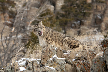 Wall Mural - snow leopard