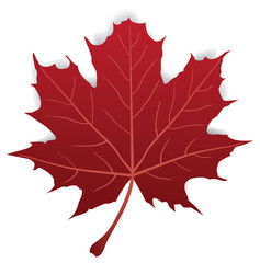 Sticker - Vector Maple Leaf