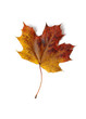 autumn maple leaf  isolated on white background