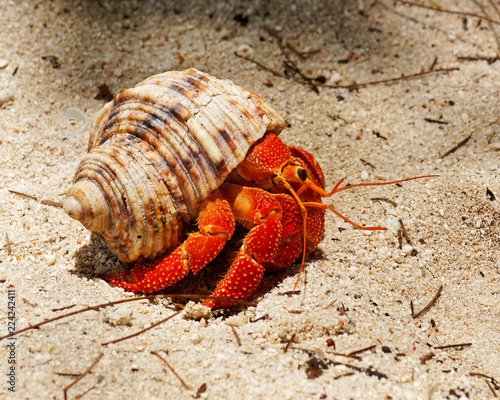 Fotografía Close-up of a brightly red colored hermit crab (Coenobitidae) carrying a snail s