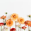 Colorful dahlia and cynicism flowers on white background. Flat lay, top view.