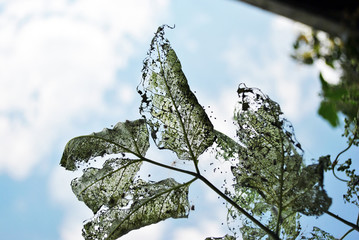 Leaves with holes (eaten by caterpillars) close up macro detail silhouette on blue cloudy sky background