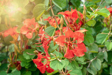 Decorative Brick Red Flowers Of Bauhinia Galpinii Tree Red Orchid Bush With Hoofed Petals And Green Leaves Flowering In Summer On Natural Background.