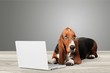 Basset Hound dog with laptop  on background