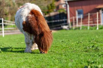 Wall Mural - Portrait of a Mini Shetlandpony on a green meadow