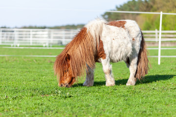 Wall Mural - Portrait of a Mini Shetlandpony on a green meadow