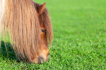 Wall Mural - Portrait of a Mini Shetlandpony on a green meadow