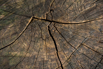 Tree trunk stump texture background top view. tree stump crack background