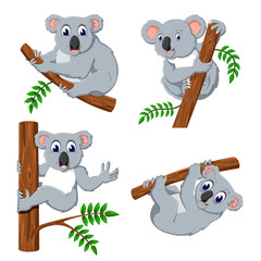 Poster - the collection of the koala hanging in the tree 
