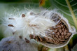 Milkweed seed pod in nature 