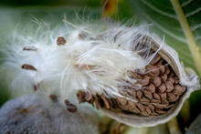 Milkweed Seed Pod In Nature 