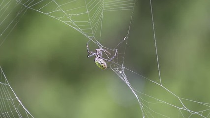 Spider on web